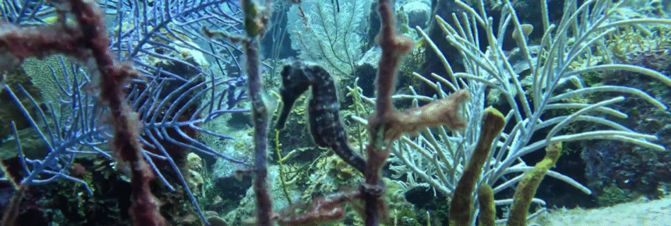 Climate Change | The Ocean's Silent Cry