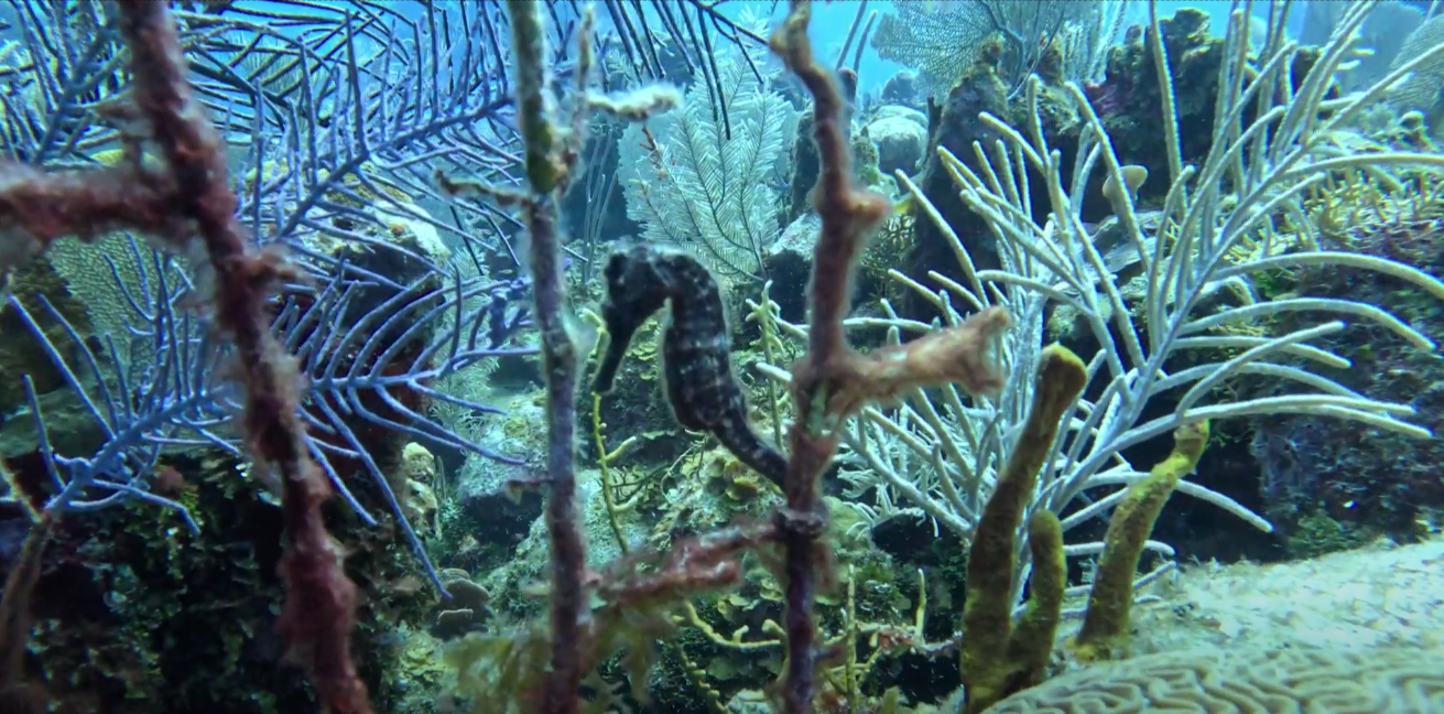 Bringing Life Back to the Ocean: Discovering the Global Efforts in Coral Reef Restoration