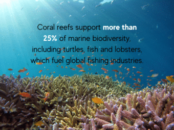 Bringing Life Back to the Ocean: Discovering the Global Efforts in Coral Reef Restoration